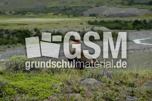 Haubenkarakara (11 von 12).jpg